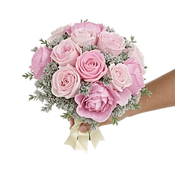 Pastel Pink Roses