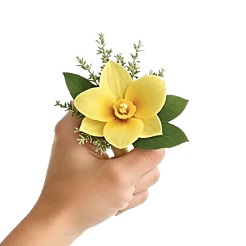 Minimalist White Orchids