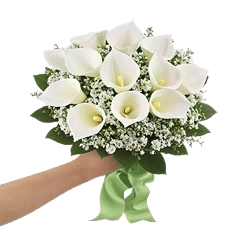 Elegant Calla Lilies