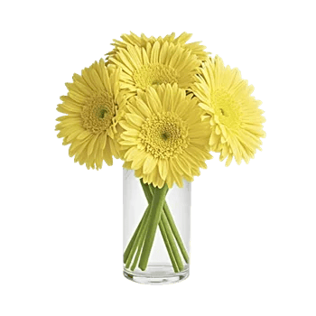 Petal Radiance Bliss