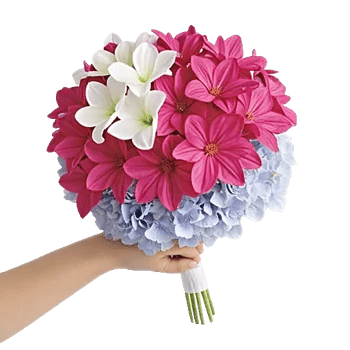 Plum Blossom Radiance