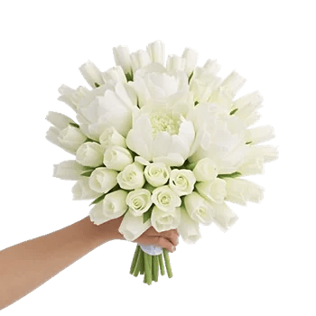 Peony Petal Harmony