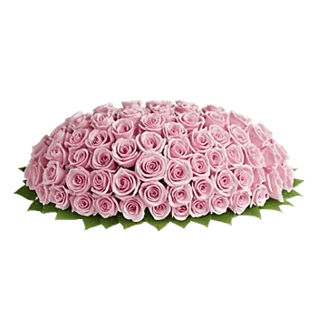 Pastel Pink Roses