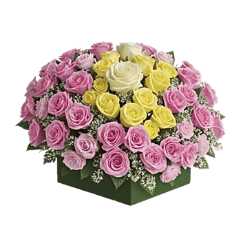 Pastel Pink Roses