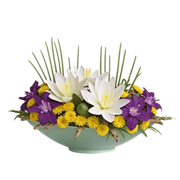 Serenity Orchid Bloom