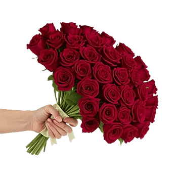 Crimson Rose Elegance