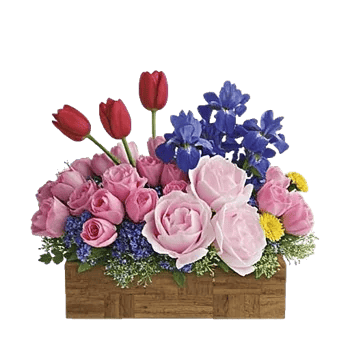 Velvet Tulip Display