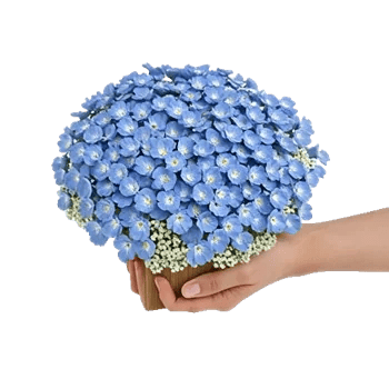 Blossom Petal Serenity