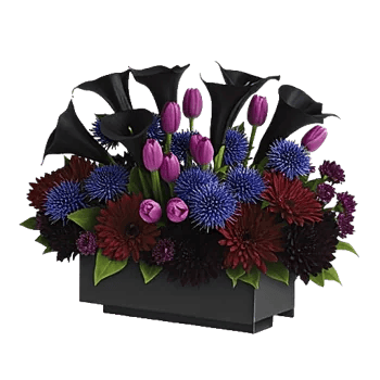 Elegant Calla Lilies