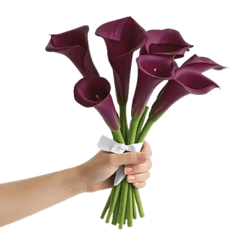 Elegant Calla Lilies