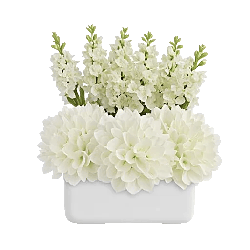 Ivory Blossom Radiance