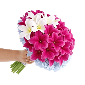 Plum Blossom Radiance