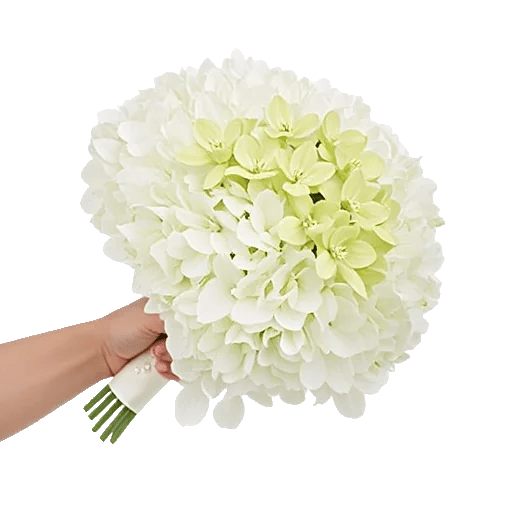 Minimalist White Orchids