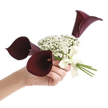 Elegant Calla Lilies