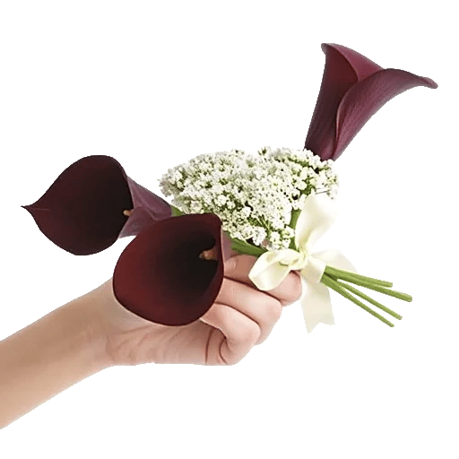 Elegant Calla Lilies