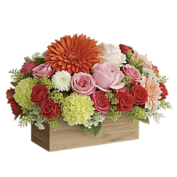 Petal Radiance Bliss