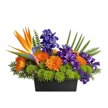 Modern White Orchids