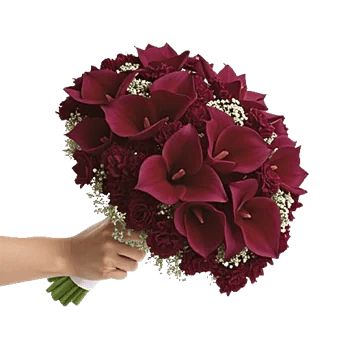 Elegant Calla Lilies