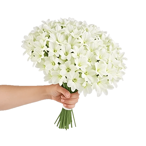 Modern White Orchids