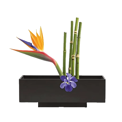 Minimalist White Orchids