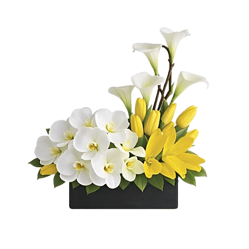 Modern White Orchids