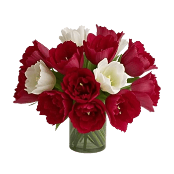 Velvet Tulip Display