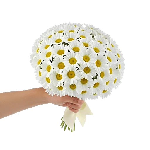 Enchanting Daisy Garden