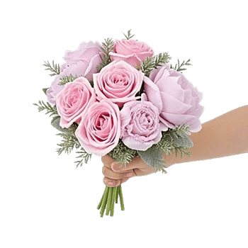 Pastel Pink Roses