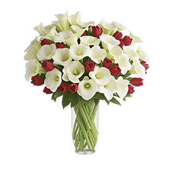 Elegant Calla Lilies