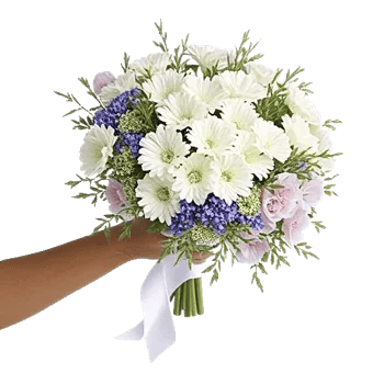 Petal Softness Display