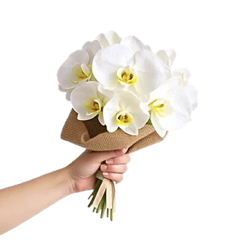 Modern White Orchids