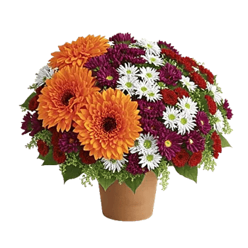 Petal Radiance Bliss
