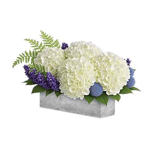 Sapphire Bloom Whisper