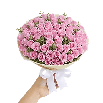 Pastel Pink Roses