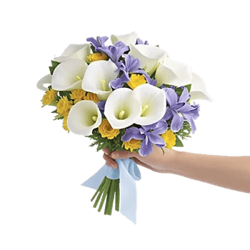 Elegant Calla Lilies