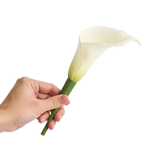 Elegant Calla Lilies