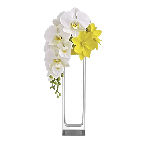 Modern White Orchids