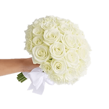 Ivory Garden Grace