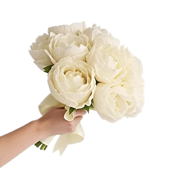 Peony Petal Harmony
