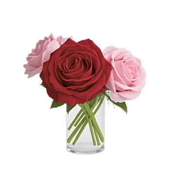Radiant Rose Symphony