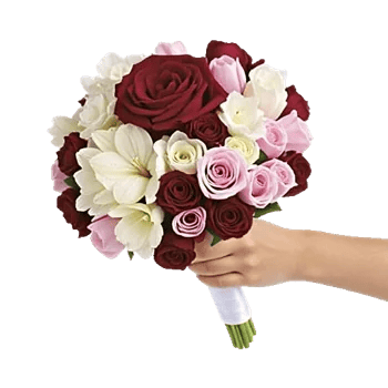 Peony Petal Harmony