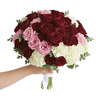 Blushing Rose Symphony