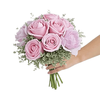 Pastel Pink Roses