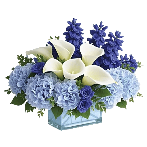 Elegant Calla Lilies