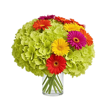 Petal Radiance Bliss