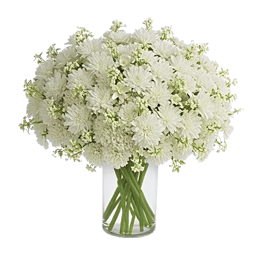 Ivory Blossom Radiance