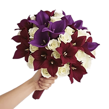 Elegant Calla Lilies