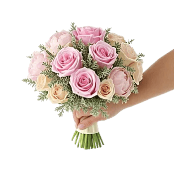 Pastel Pink Roses