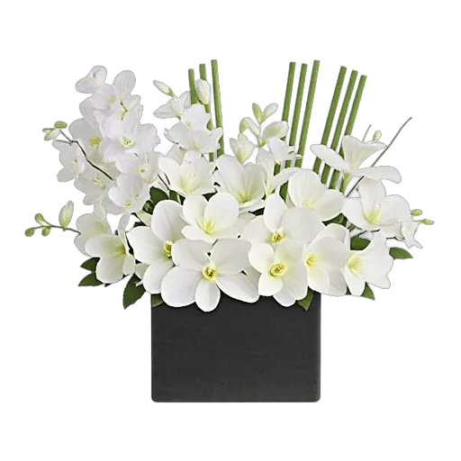 Modern White Orchids