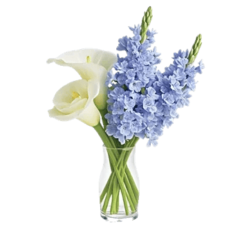 Elegant Calla Lilies